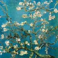 Almond Branches in Bloom San Remy